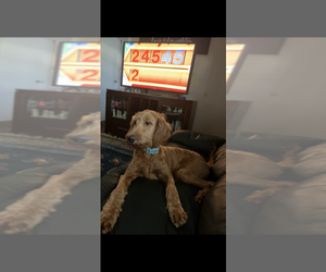 Mother of the Goldendoodle puppies born on 07/13/2025