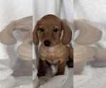 Dixie - Female Dachshund Puppy for Sale - Photo #6