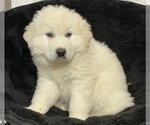 Small #1 Great Pyrenees