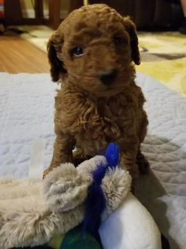 Medium Photo #1 Poodle (Miniature) Puppy For Sale in SPRING HILL, FL, USA