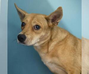 Mutt Dogs for adoption in San Antonio, TX, USA