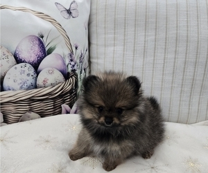 Medium Pomeranian