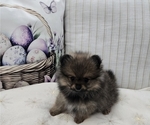 Puppy Coco Pomeranian
