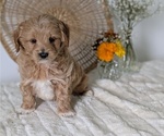 Small Photo #27 Poovanese Puppy For Sale in GOSHEN, IN, USA