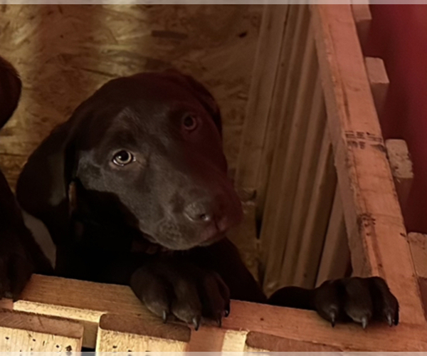 Medium Photo #8 Labrador Retriever Puppy For Sale in PORTSMOUTH, OH, USA