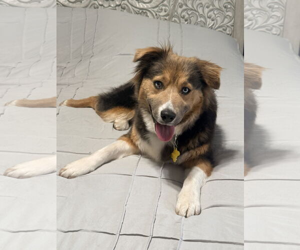 Medium Photo #13 Collie-Unknown Mix Puppy For Sale in Sandy, UT, USA