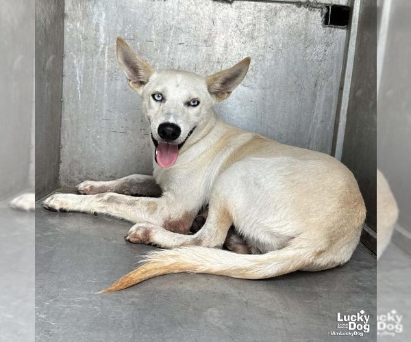 Medium Photo #1 Huskies -Whippet Mix Puppy For Sale in Washington, DC, USA