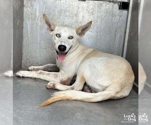 Medium Huskies -Whippet Mix