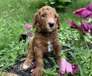 Poodle (Standard) Puppy for sale in PRINCETON, NJ, USA