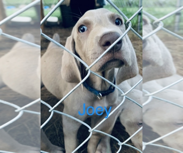 Medium Photo #1 Weimaraner Puppy For Sale in DANDRIDGE, TN, USA