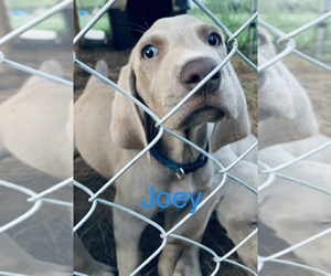 Weimaraner Puppy for sale in DANDRIDGE, TN, USA