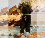 Small Photo #16 Goldendoodle Puppy For Sale in NEW LONDON, NC, USA