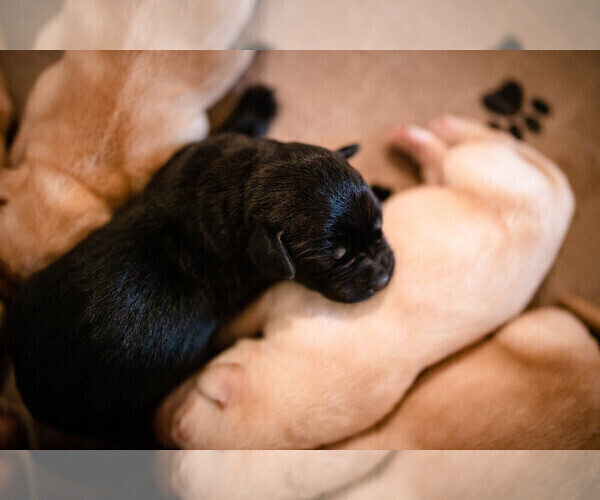 Medium Photo #12 Labrador Retriever Puppy For Sale in CARSON CITY, NV, USA