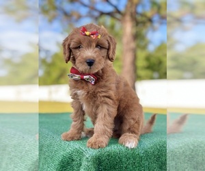 Goldendoodle (Miniature) Puppy for sale in FROSTPROOF, FL, USA