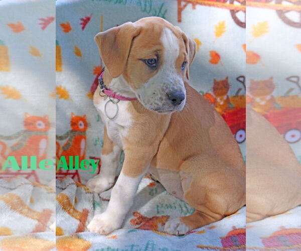 Medium Photo #13 American Pit Bull Terrier-Unknown Mix Puppy For Sale in Wakefield, RI, USA