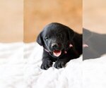 Small Photo #5 Labrador Retriever Puppy For Sale in LINCOLN UNIV, PA, USA