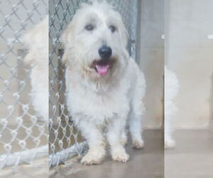 Aussiedoodle Dogs for adoption in Amarillo, TX, USA