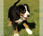 Small #3 Greater Swiss Mountain Dog