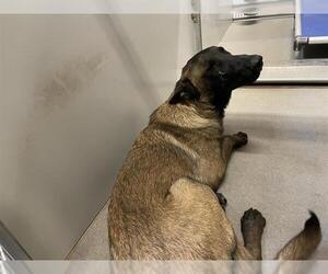 Mutt Dogs for adoption in Modesto, CA, USA