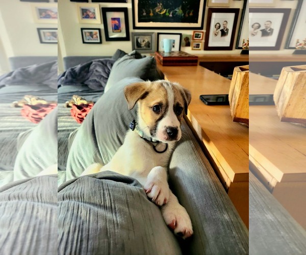 Medium Photo #1 Great Pyrenees-Unknown Mix Puppy For Sale in pomfret, CT, USA