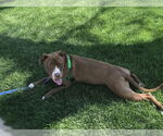 Small #14 American Pit Bull Terrier-American Staffordshire Terrier Mix