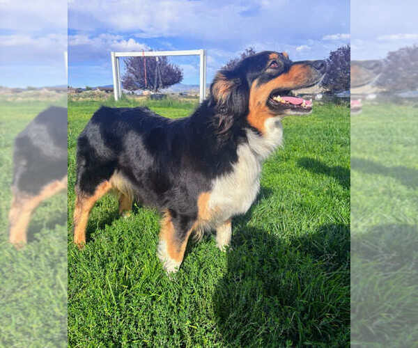 Medium Photo #1 Australian Shepherd Puppy For Sale in PRESCOTT VALLEY, AZ, USA