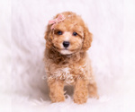 Small #2 Poodle (Miniature)
