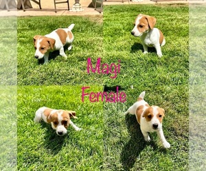 Jack Russell Terrier Puppy for sale in CARMICHAEL, CA, USA