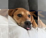 Small #3 Mutt
