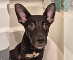 Small #3 Labrador Retriever Mix