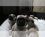 Small Photo #7 Pug Puppy For Sale in ROUND ROCK, TX, USA