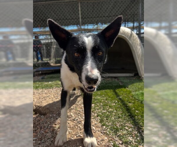 Medium Photo #4 Border Collie-Unknown Mix Puppy For Sale in Ventura, CA, USA