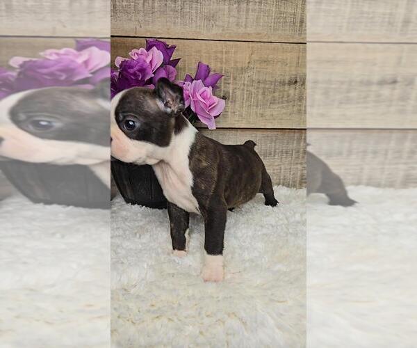 Medium Photo #5 Boston Terrier Puppy For Sale in JASONVILLE, IN, USA