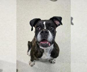 Boxer Dogs for adoption in London, Ontario, Canada