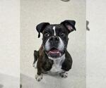 TINKER - Female Boxer Dog for Adoption - Small photo