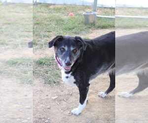 Minnie Mouse - Female Australian Shepherd-Unknown Mix Dog for Adoption - Photo #4