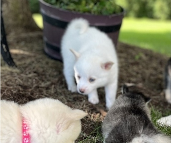 Medium Photo #3 Pomsky Puppy For Sale in WOODSTOCK, IL, USA