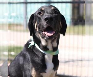 Great Dane-Unknown Mix Dogs for adoption in San Antonio, TX, USA