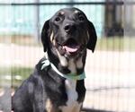 Small Great Dane Mix
