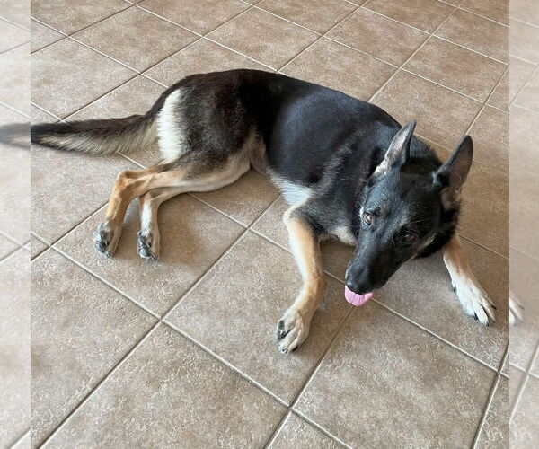 Medium Photo #4 German Shepherd Dog-Unknown Mix Puppy For Sale in Cliffwood, NJ, USA