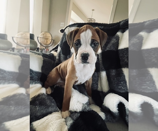 Medium Photo #2 Boxer Puppy For Sale in LOCUST DALE, VA, USA