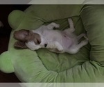 Small #5 Cavachon