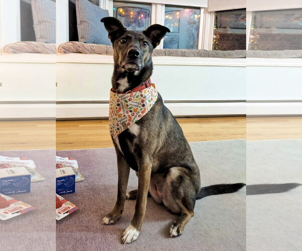 Medium Photo #2 Mutt Puppy For Sale in Wakefield, RI, USA