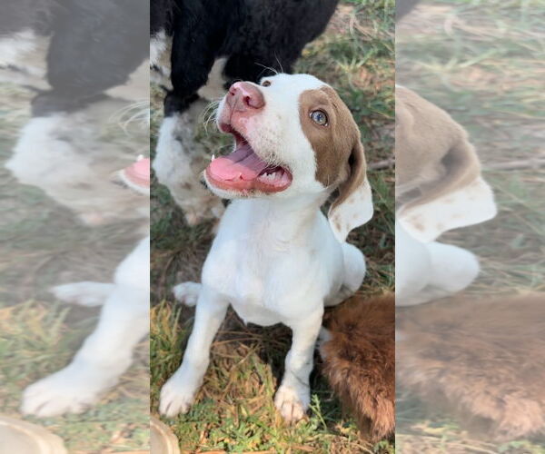 Medium Photo #3 Lab-Pointer Puppy For Sale in Harrison, AR, USA
