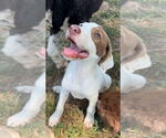 Small #2 Lab-Pointer