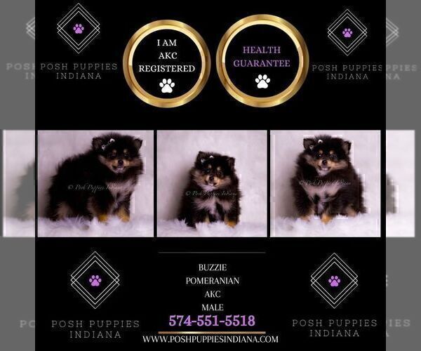 Medium Photo #2 Pomeranian Puppy For Sale in WARSAW, IN, USA