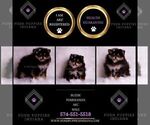 Small Photo #80 Pomeranian Puppy For Sale in WARSAW, IN, USA