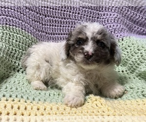 Cockapoo Puppy for Sale in LANCASTER, Kentucky USA