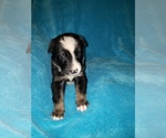Puppy Dakota Border Collie