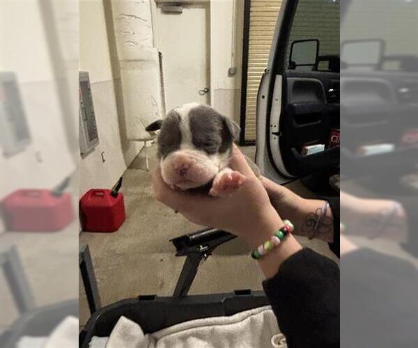 Medium Photo #1 Mutt Puppy For Sale in Houston, TX, USA